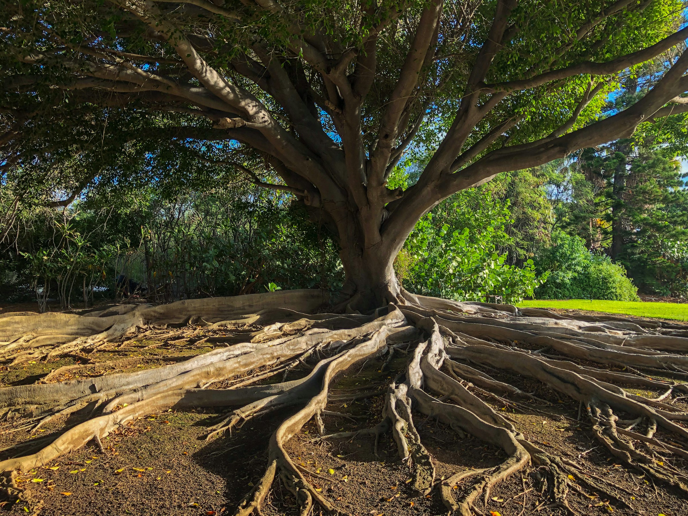A mature tree with deep exposed roots at golden hour